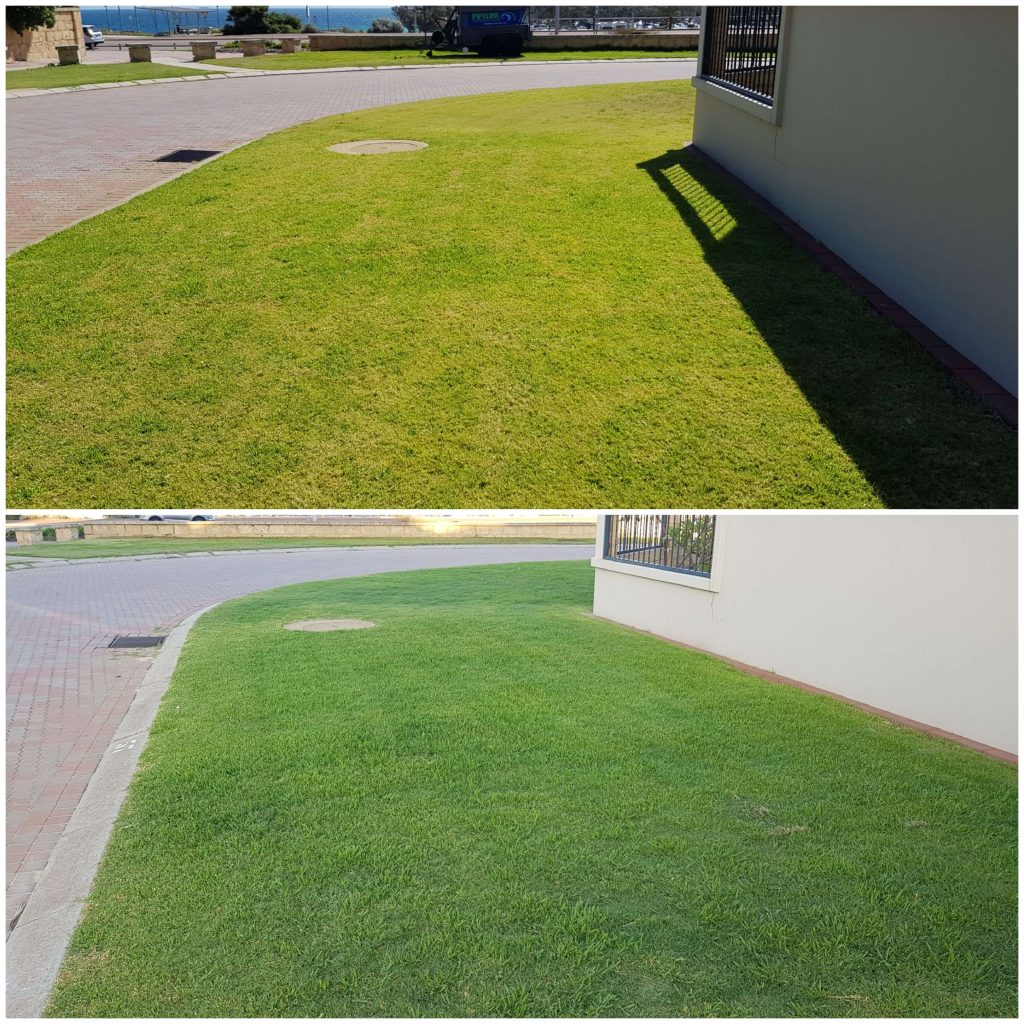 Lawn Before & After