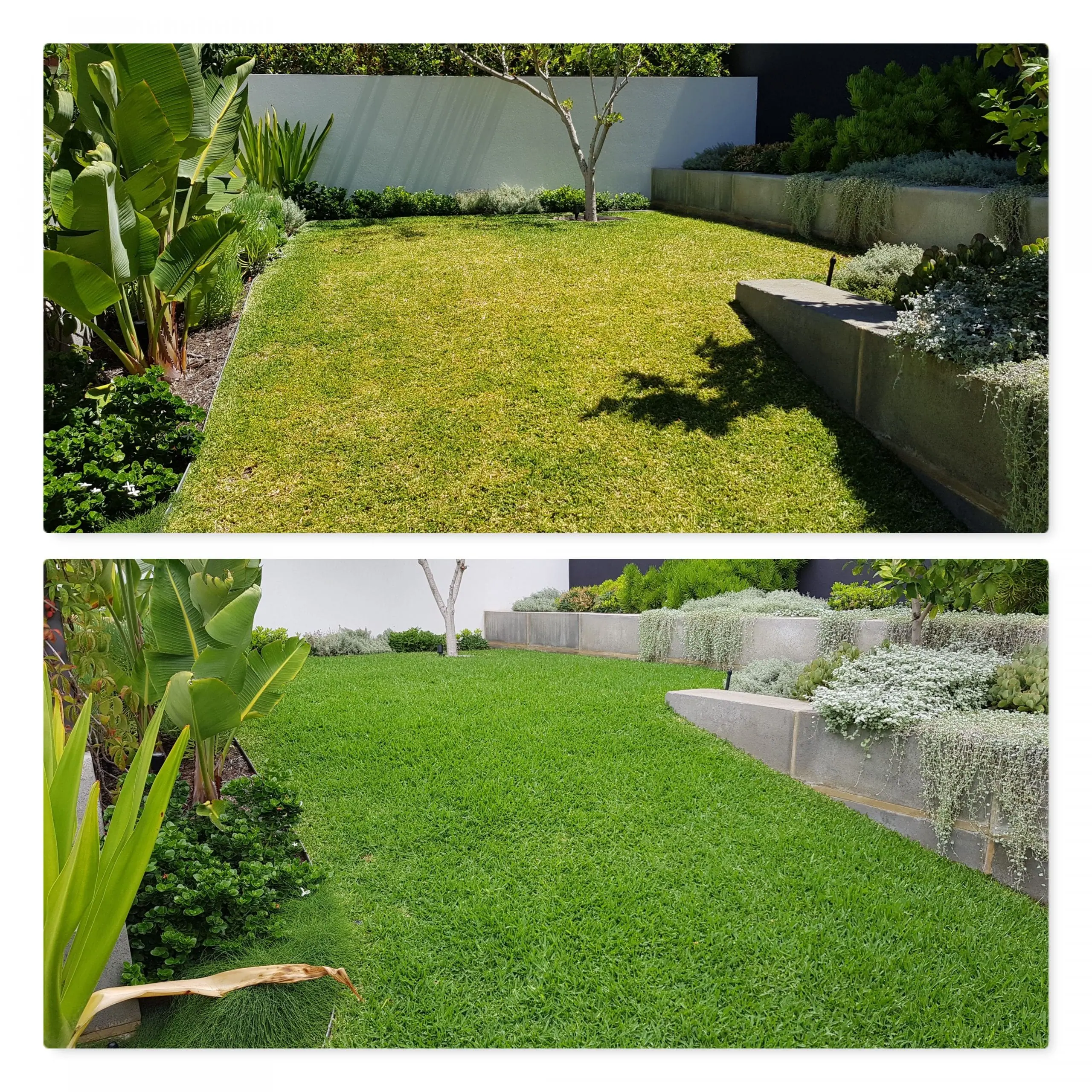 Perth garden lawn care before and after photo.