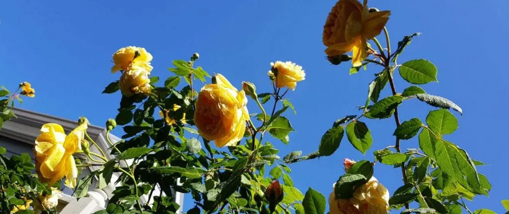 Roses gardening tips Perth.